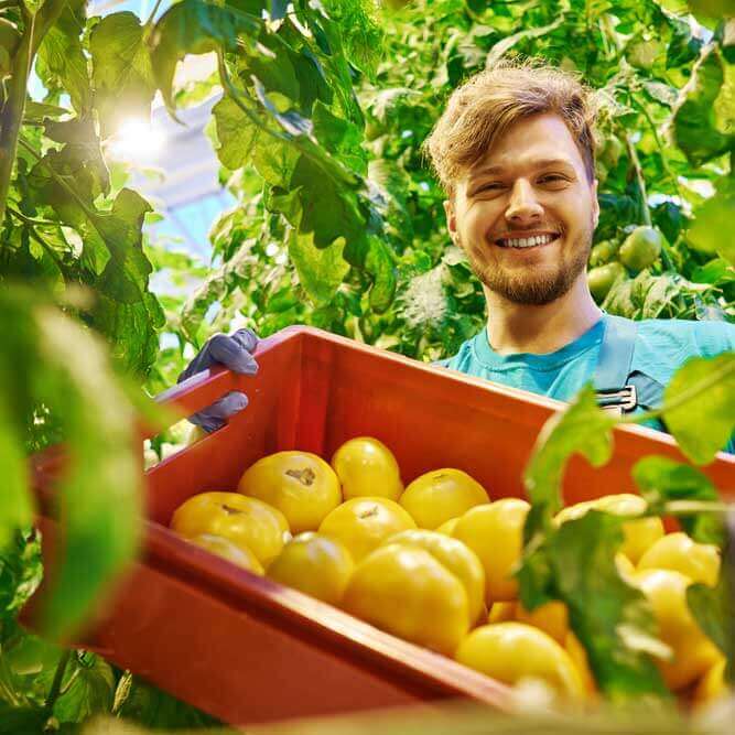 Broad bean and goats’ cheese bruschetta